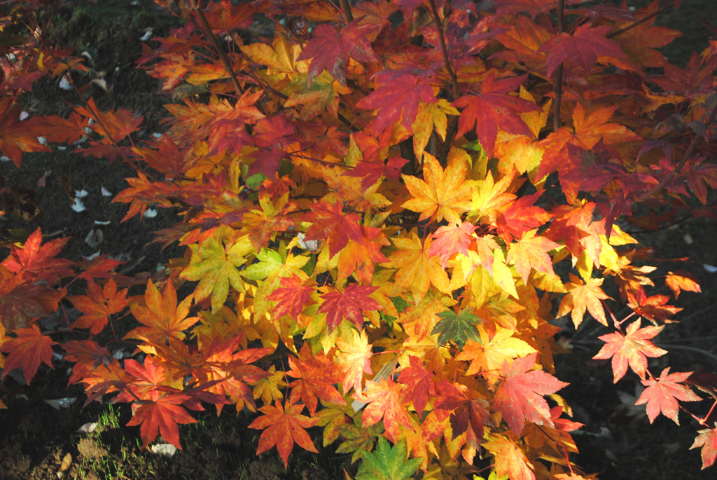 Acer sieboldianum' Kumoi nishiki'