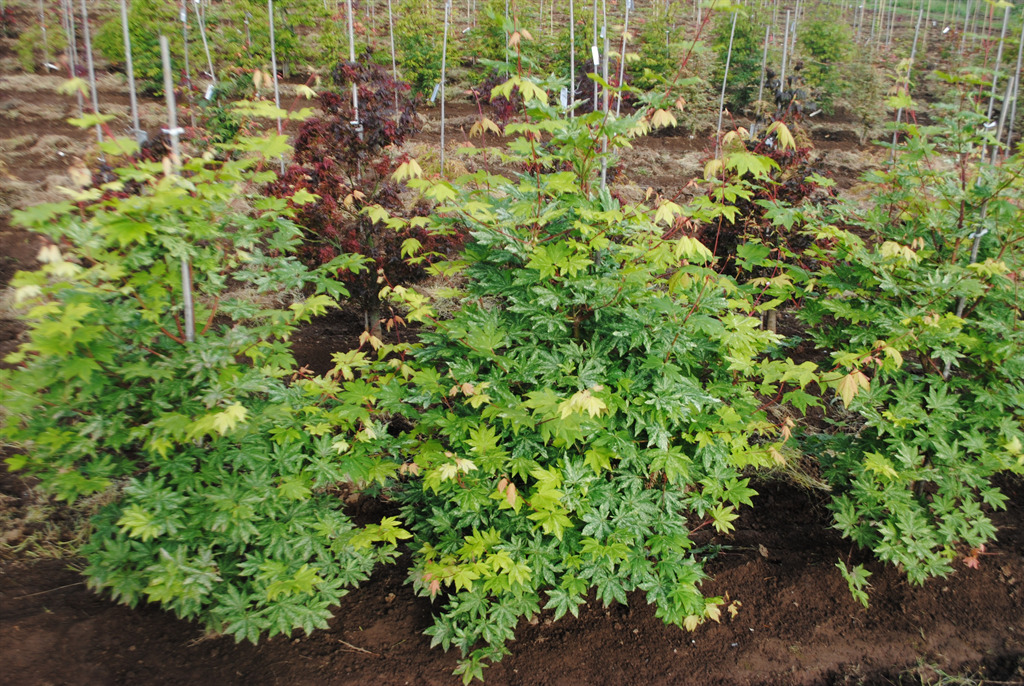 Acer sieboldianum' Kumoi nishiki'