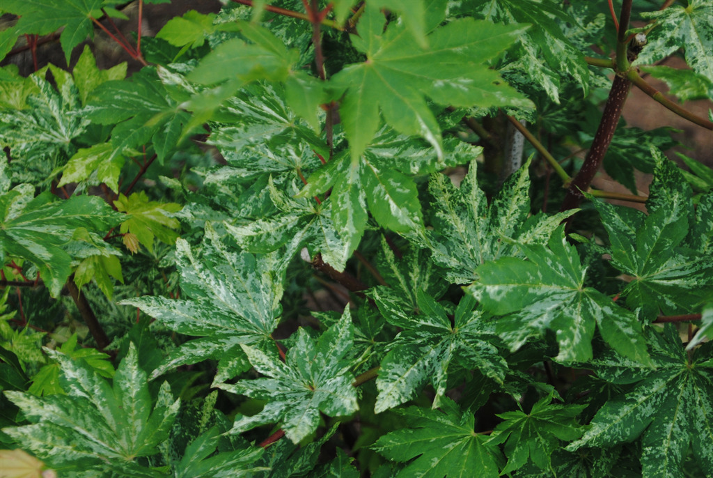 Acer sieboldianum' Kumoi nishiki'