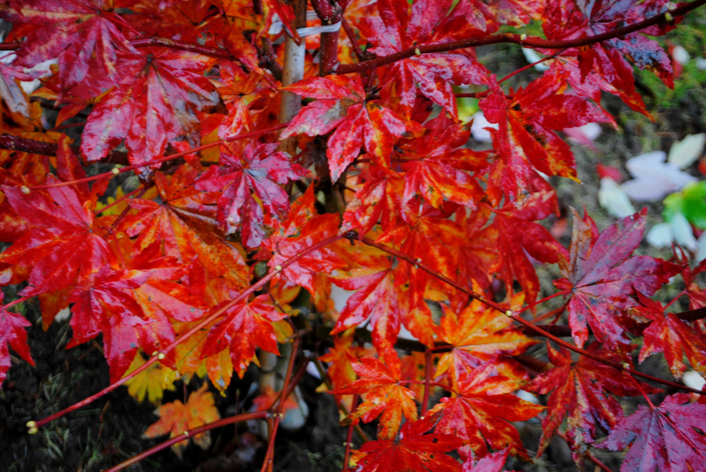 Acer sieboldianum' Kumoi nishiki'
