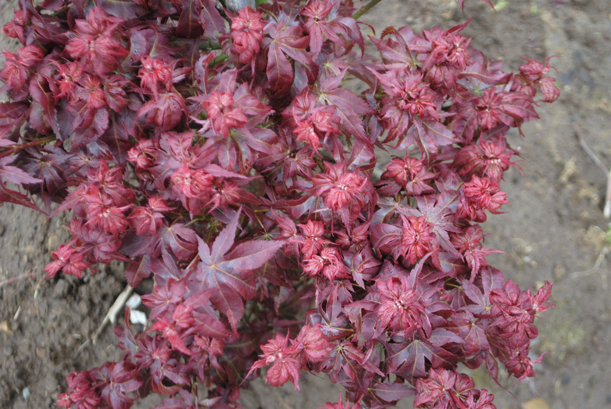 Acer palmatum 'Kurenai jishi'