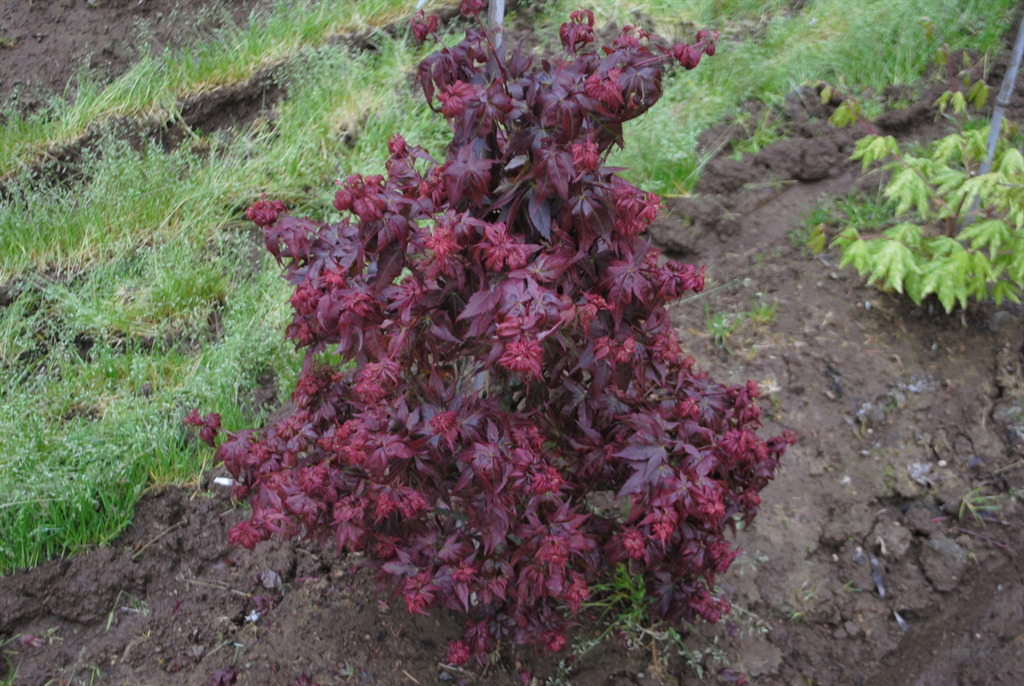 Acer palmatum 'Kurenai jishi'