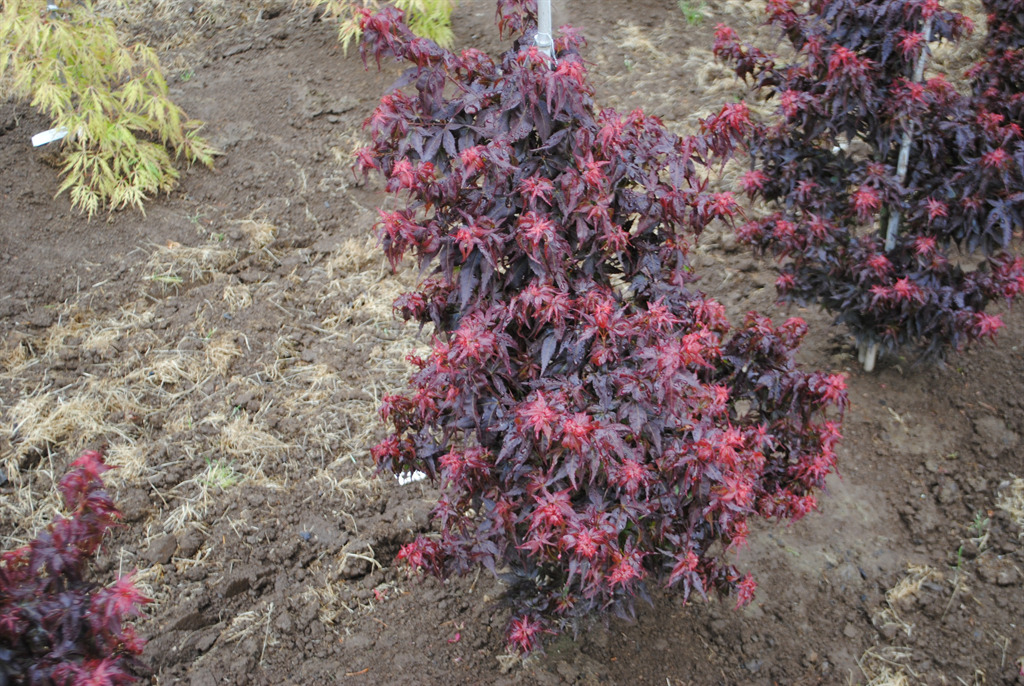 Acer palmatum 'Kurenai jishi'