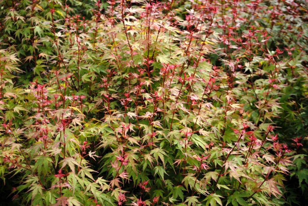 Acer palmatum 'Kuro hime'