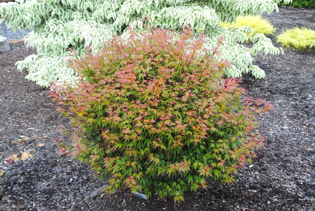 Acer palmatum 'Kuro hime'
