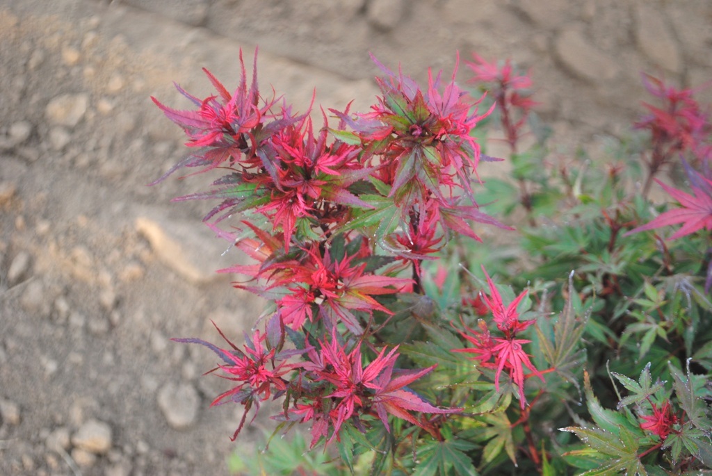 Acer palmatum 'Kuro hime'