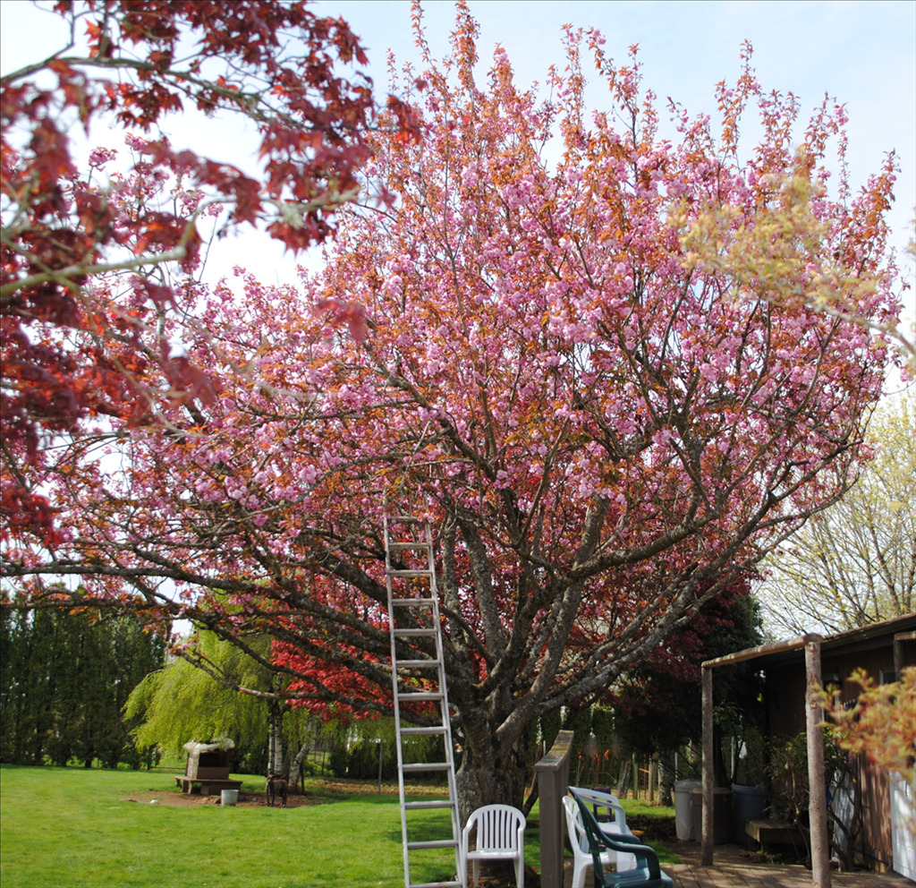 Prunus serrulata 'Kwanzan'