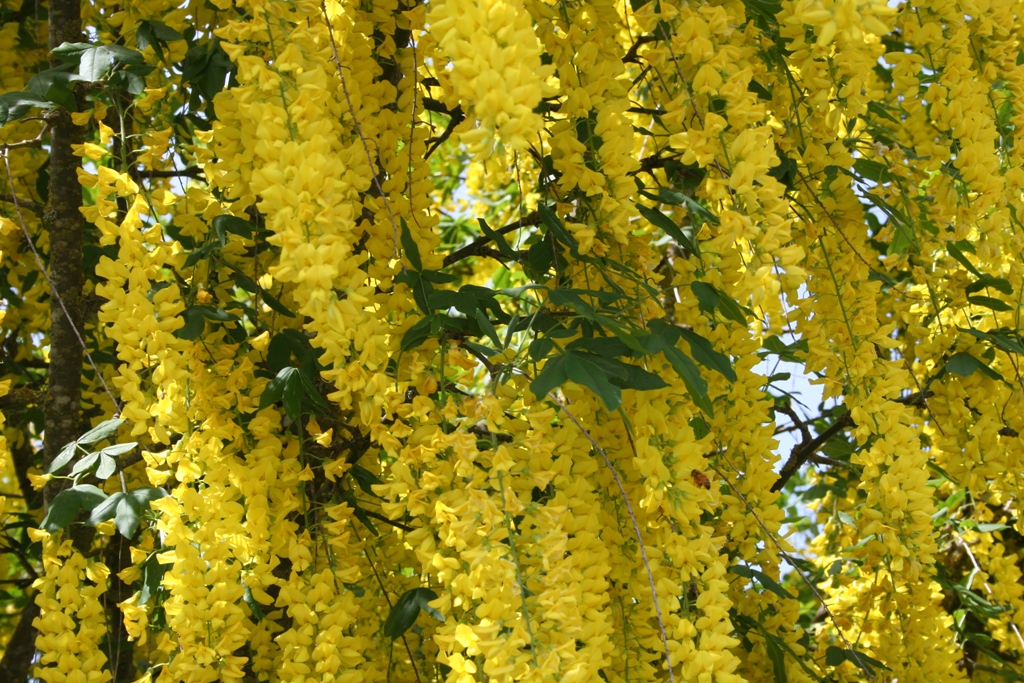 Laburnum x watereri 'Vossii'