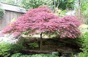 Acer palmatum var. dissectum