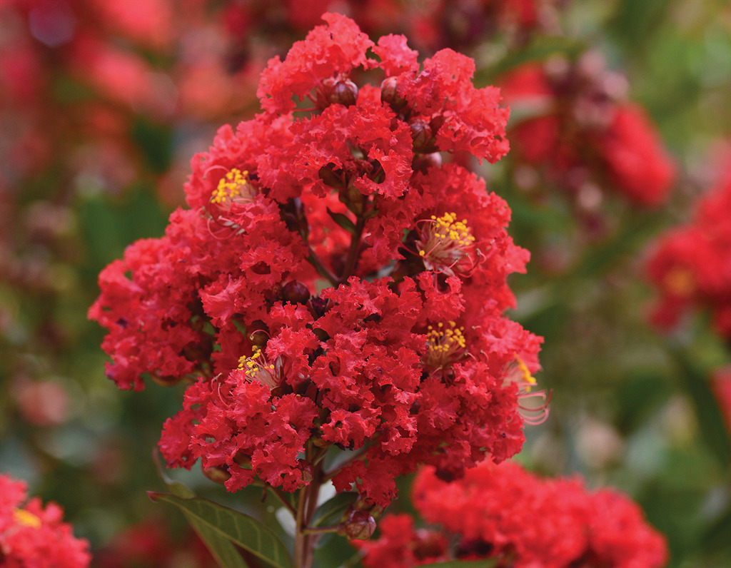 Enduring Summer Red Crape Myrtle