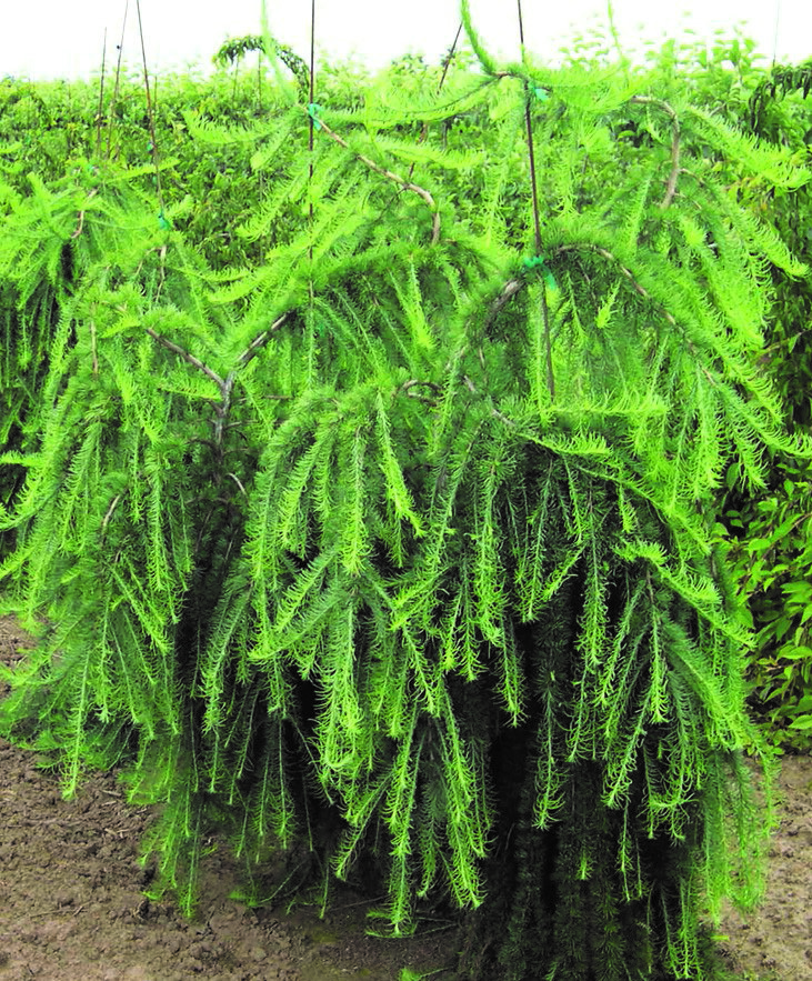 Larix decidua 'Pendula'