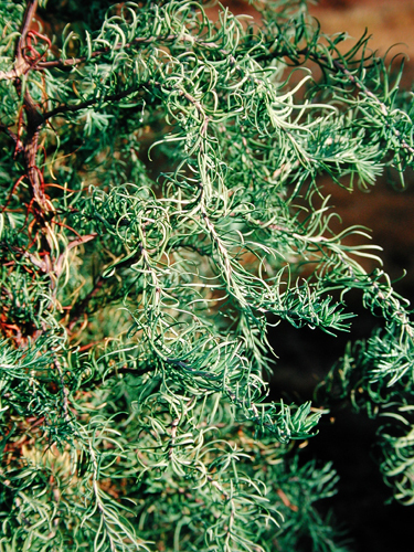 Larix kaempferi 'Diana'