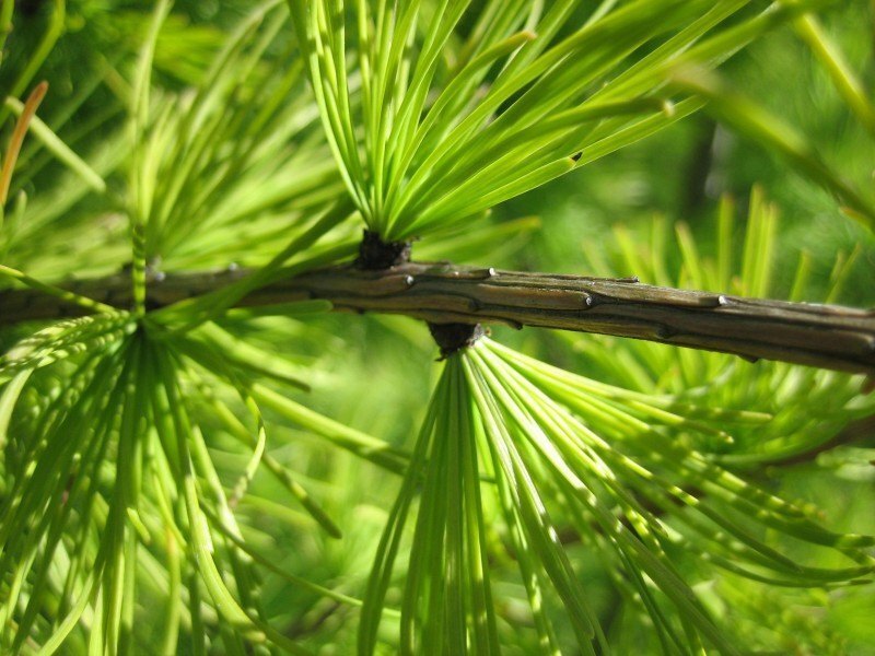 Larix occidentalis (Western Larch)