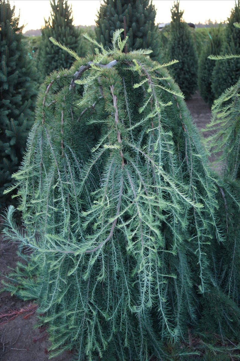 Larix decidua 'Pendula'
