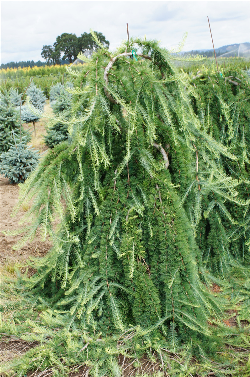 Larix decidua 'Pendula'