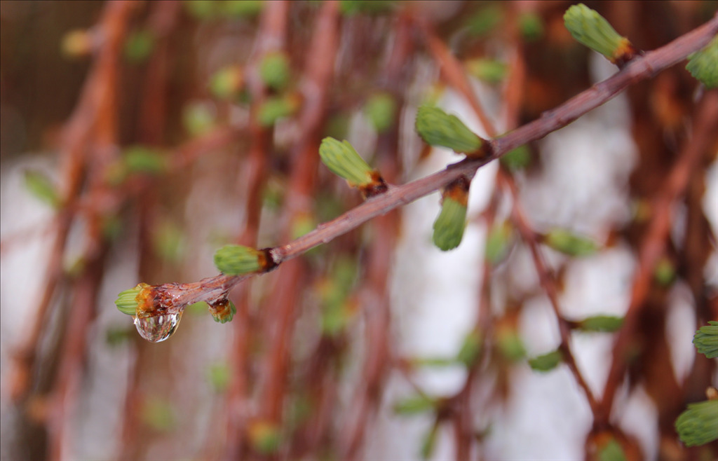 Larix decidua 'Pendula'