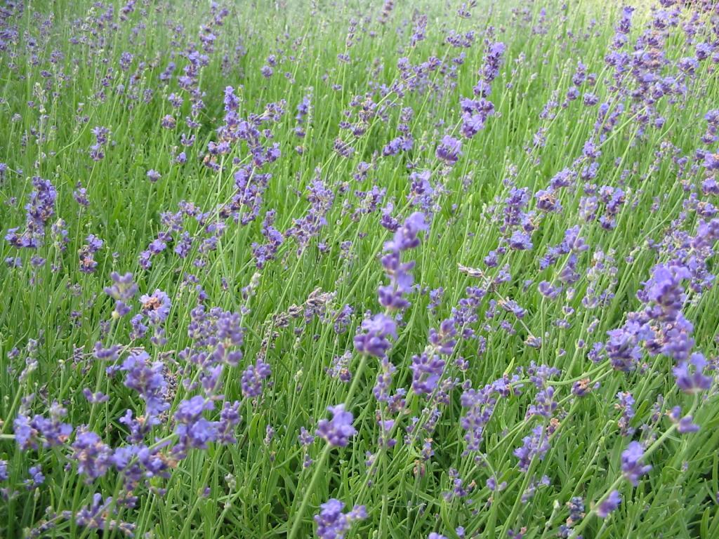 Lavandula angustifolia 'Munstead'