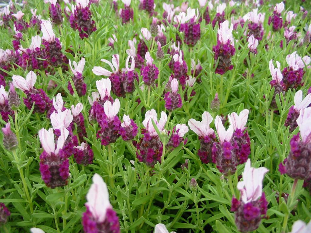 Lavandula stoeches 'Kew Red'