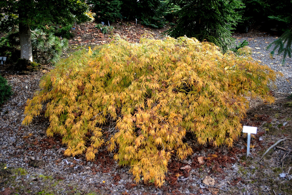 Acer palmatum var. dissectum 'Lemon Lime Lace'