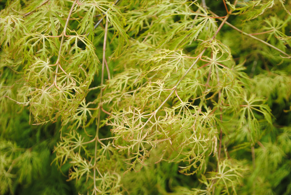 Acer palmatum var. dissectum 'Lemon Lime Lace'