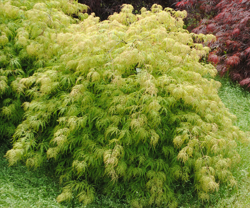 Acer palmatum var. dissectum 'Lemon Lime Lace'
