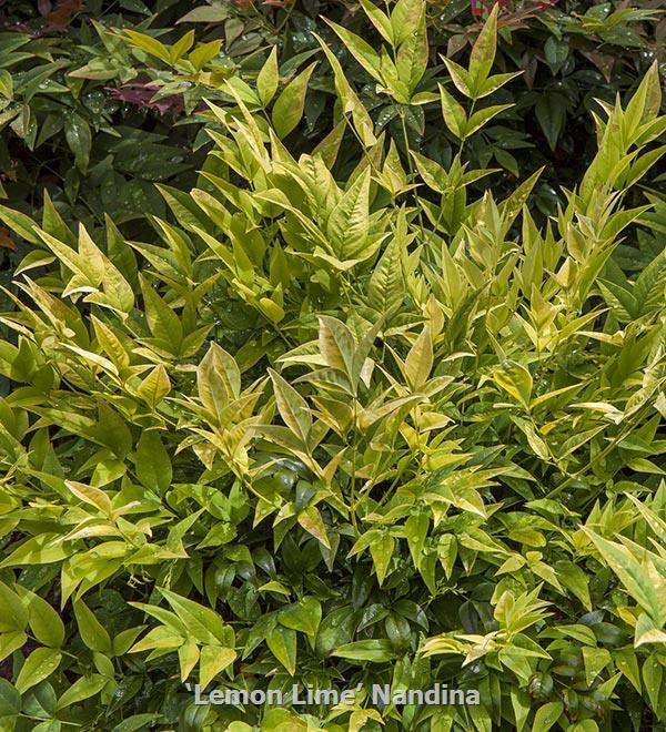 Sunset Western Garden Collection (TM)/Encore (R) Azalea | Lemon Lime Nandina