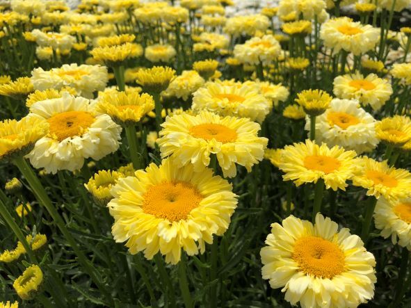 Realflor® 'Real Goldcup' Shasta Daisy