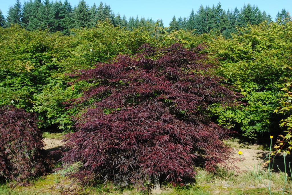 Acer palmatum 'Lion Heart'