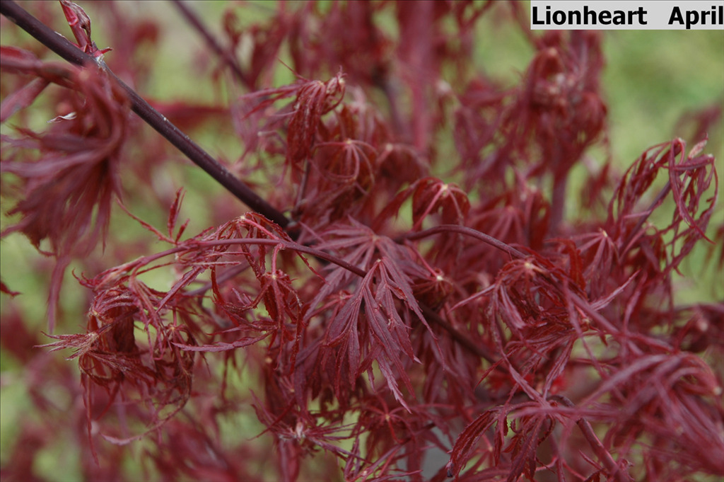 Acer palmatum 'Lion Heart'