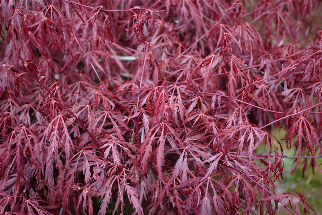 Acer palmatum 'Lion Heart'