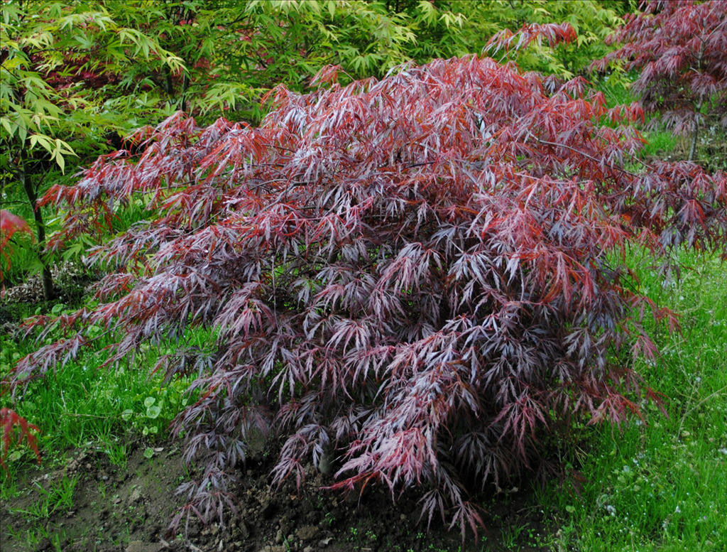 Acer palmatum 'Lion Heart'