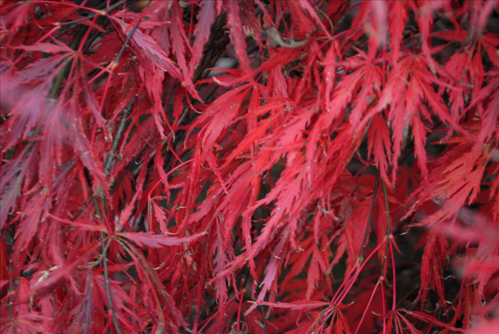 Acer palmatum 'Lion Heart'