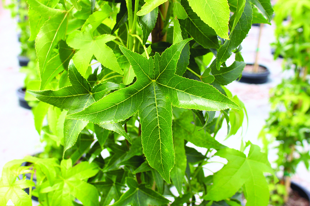 Liquidambar styraciflua 'Slender Silhouette'