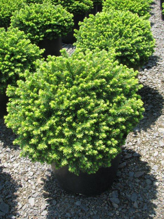 Picea abies 'Little Gem'