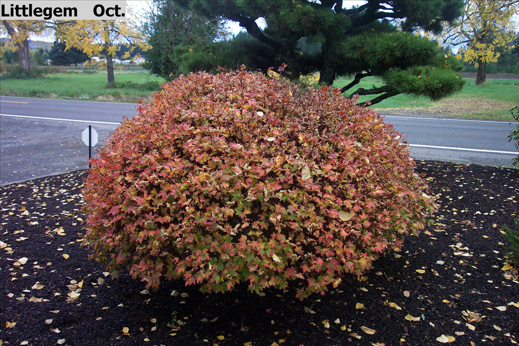 Acer circinatum 'Little Gem'