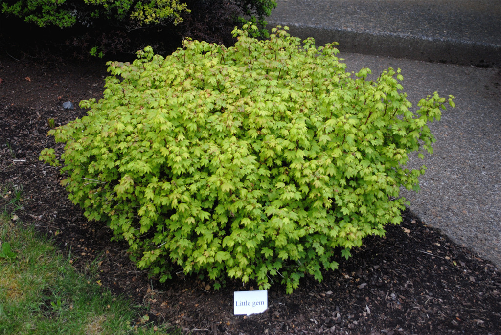 Acer circinatum 'Little Gem'