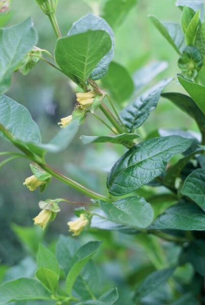 Lonicera involucrata