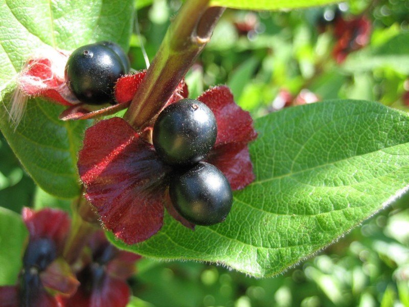 Lonicera involucrata