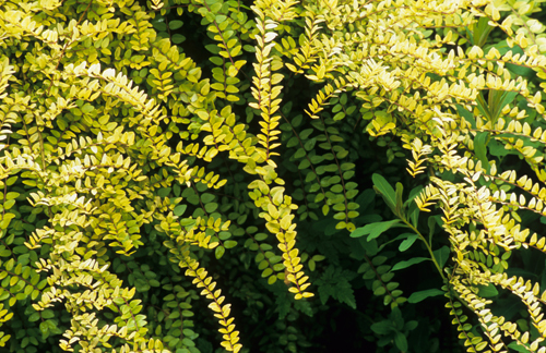 Lonicera nitida 'Baggesens Gold'