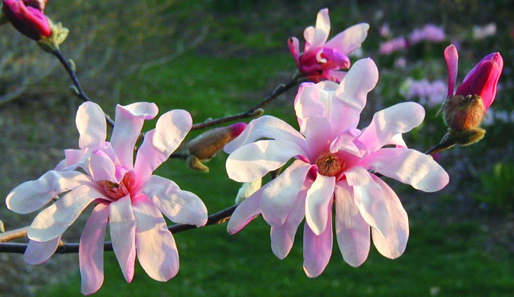 Magnolia x loebneri 'Leonard Messel'