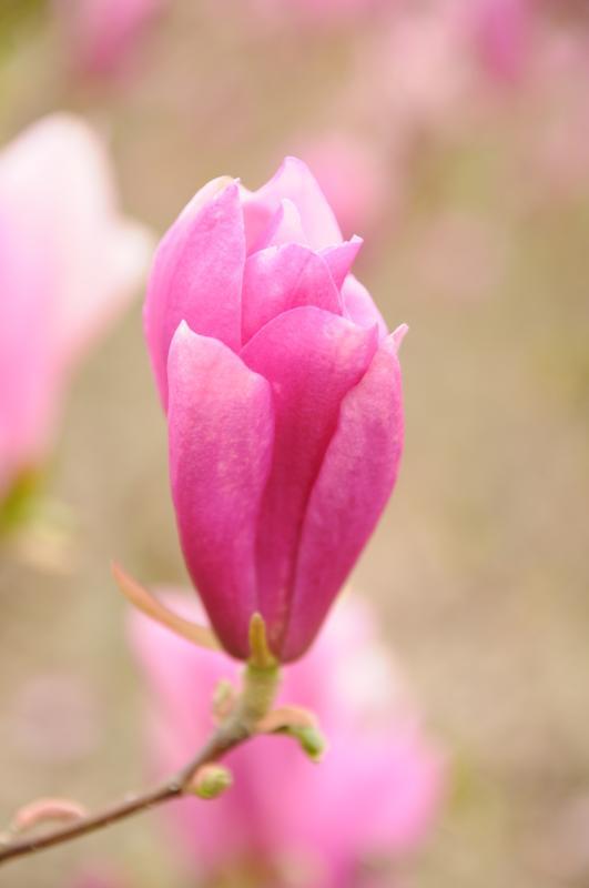 Magnolia x 'Ann'
