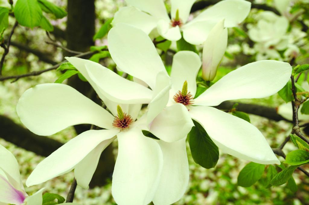 Magnolia x soulangiana