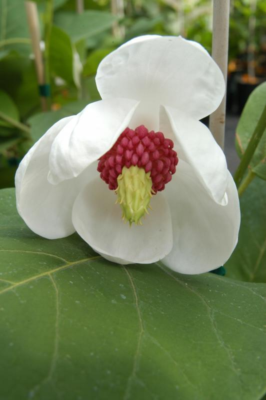 Magnolia sieboldii 'Colossus'