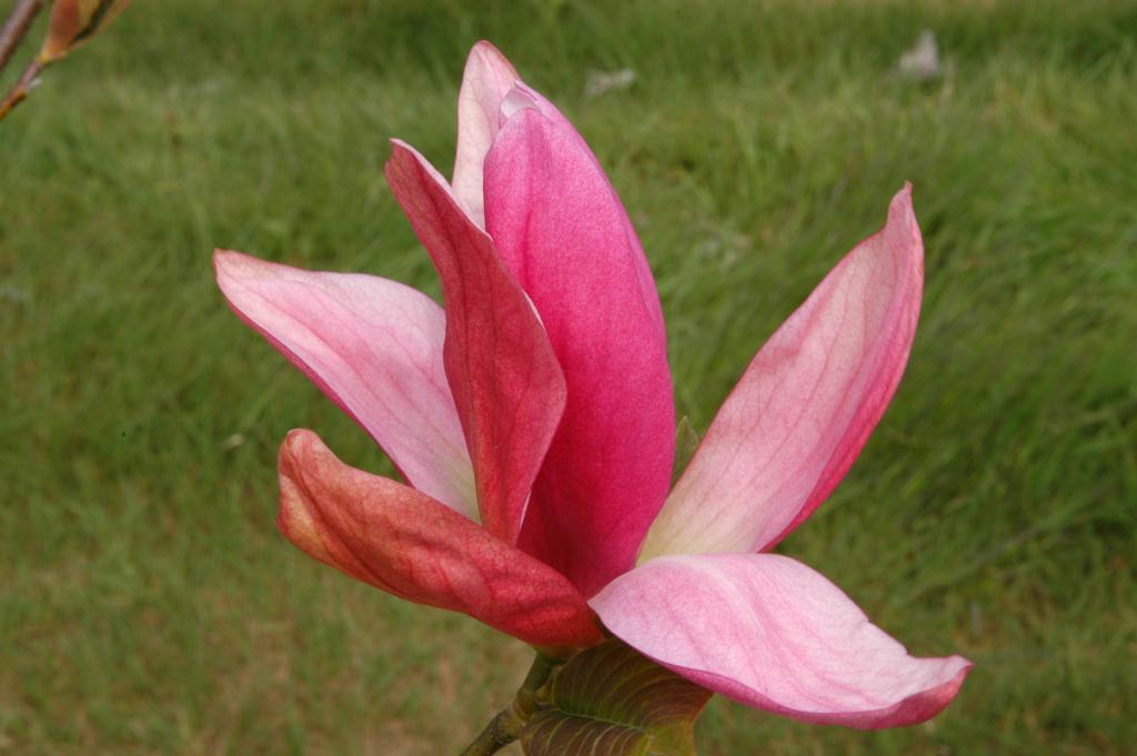 Magnolia 'Daybreak'