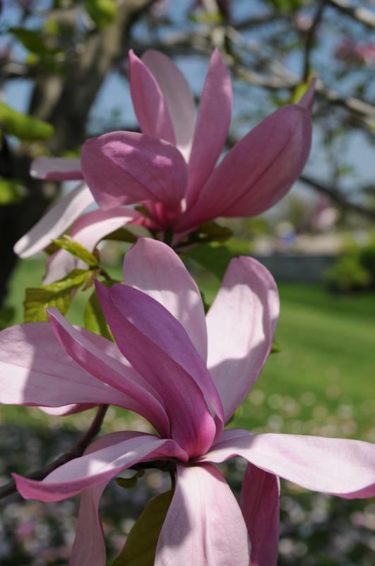 Magnolia 'Galaxy'