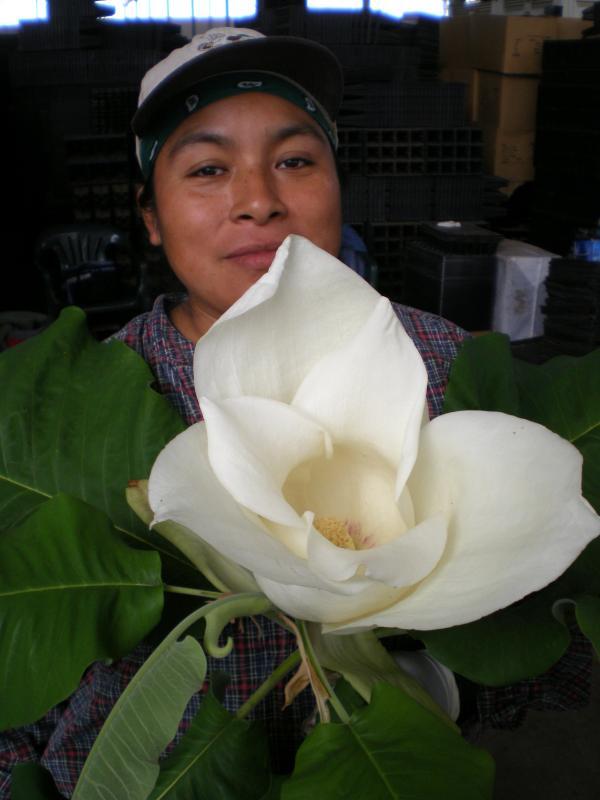 Magnolia macrophylla