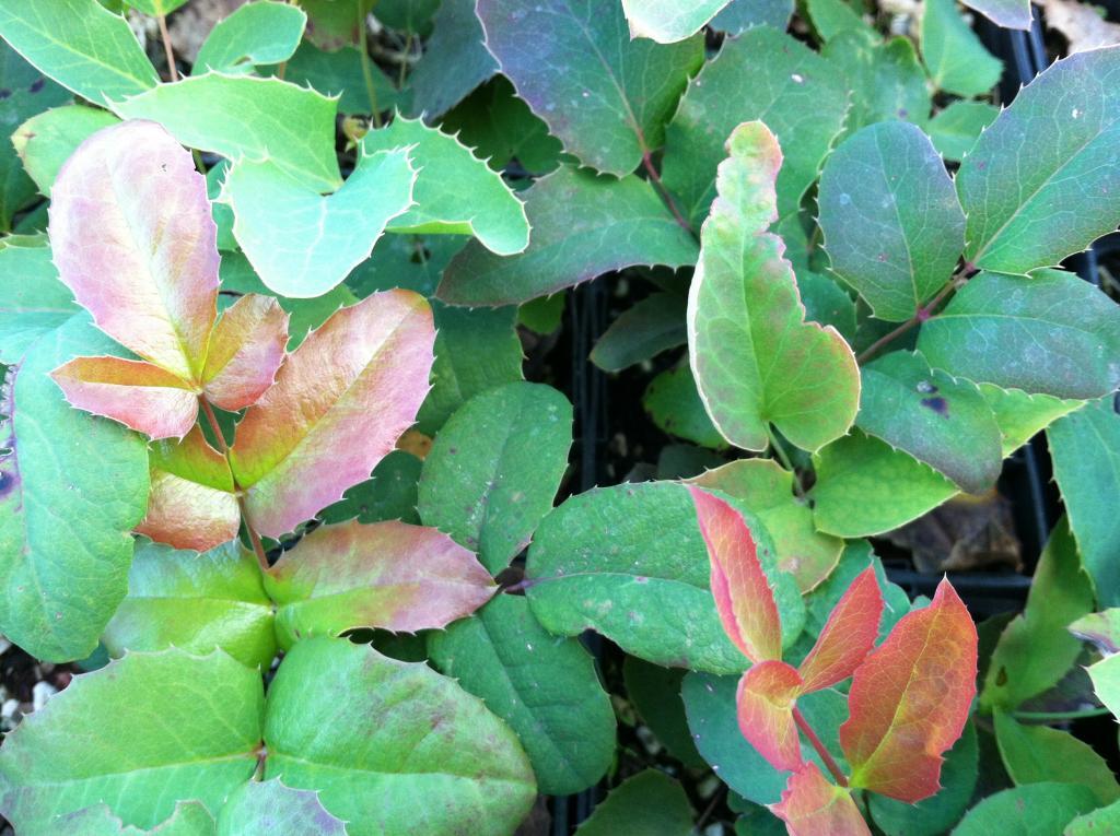 Mahonia repens (Creeping Mahonia)