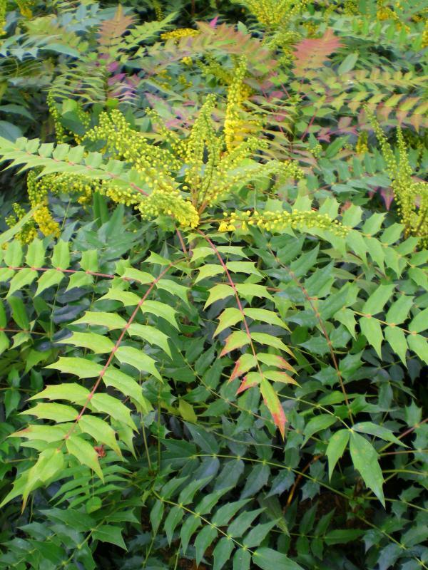 Mahonia x media 'Winter Sun'