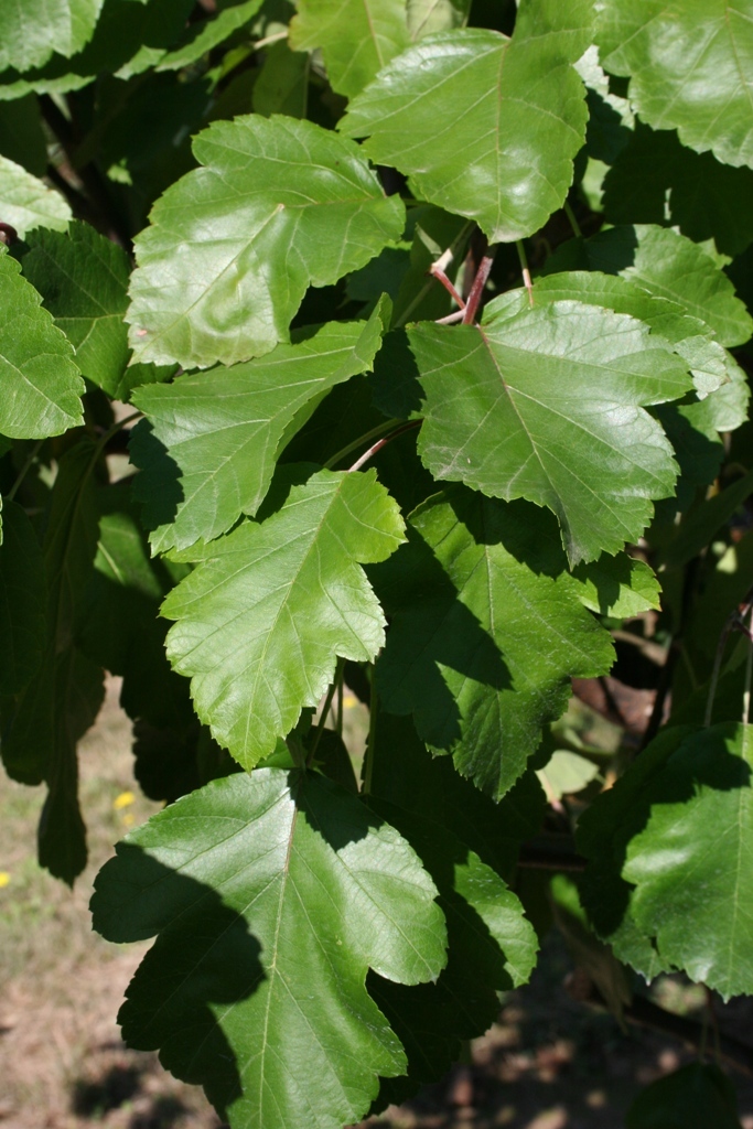 Malus 'Klehm's Improved Bechtel'