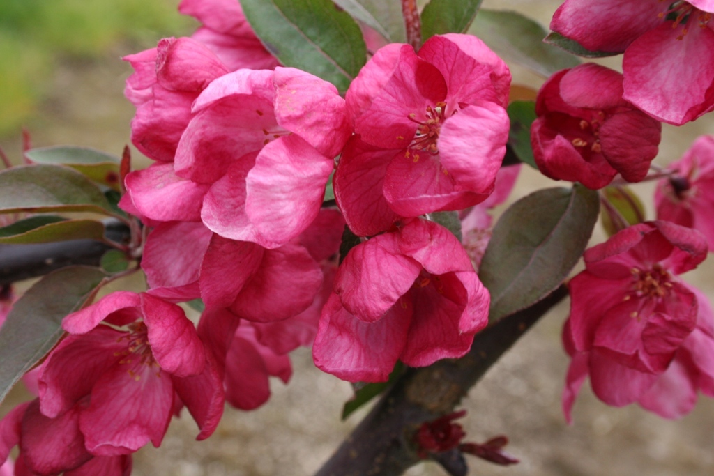 Malus 'Indian Summer'